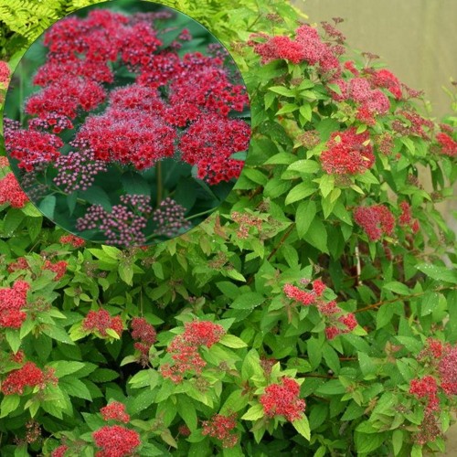 Spiraea japonica 'Double Play Red' - Jaapani enelas 'Double Play Red' C1/1L